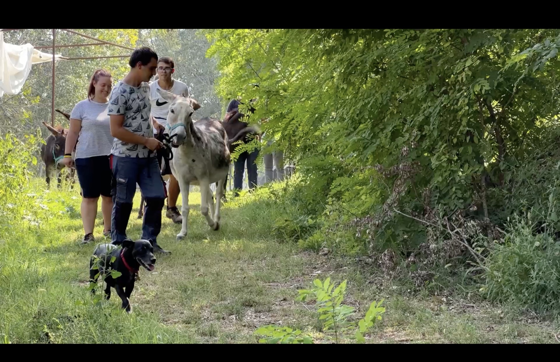 Cascina Cappuccina: carers walking donkeys along a tree-lined path at the social farm